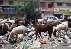 Egypt's goats can't keep up with all the garbage (photo from NY Times)